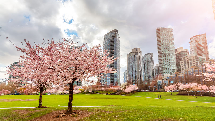 Cherry trees blossom in a park with the city of Vancouver in the background