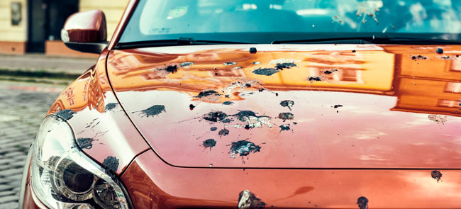 How to Remove Bird Poop off Your Car Without Scratching the Paint – FS