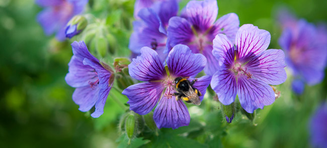 geranium flowers