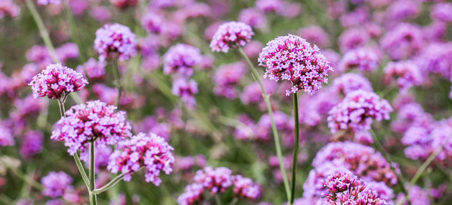 verbena flowers