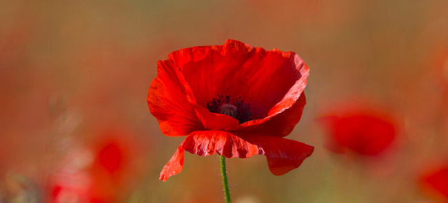 poppy flower