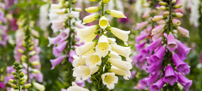 foxglove flowers