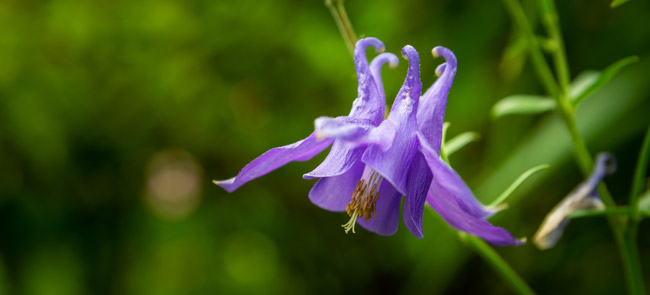 columbine flower