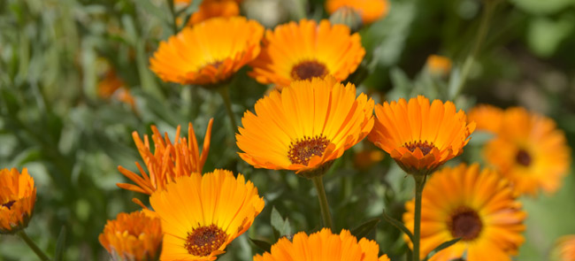 calendula flowers