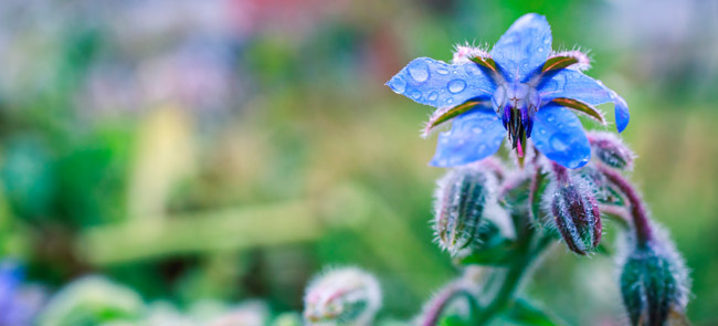 borage flower