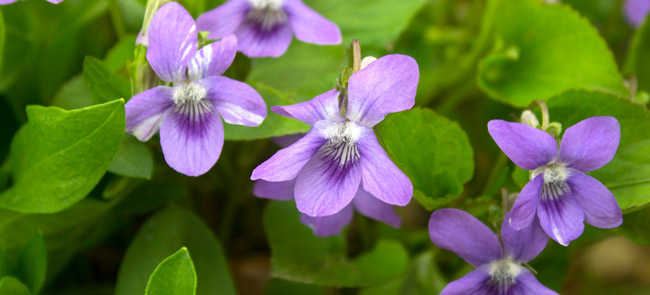 violet flowers