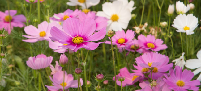 cosmos flowers