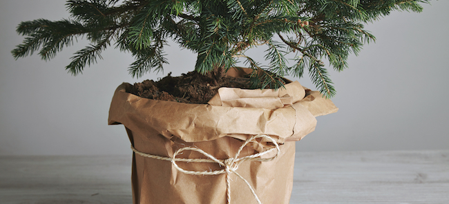 How to Look After a Pot-Grown Christmas Tree Before, During and After Holidays