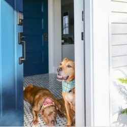 Porch puppies: Dog-friendly porch ideas for all your furry friends.